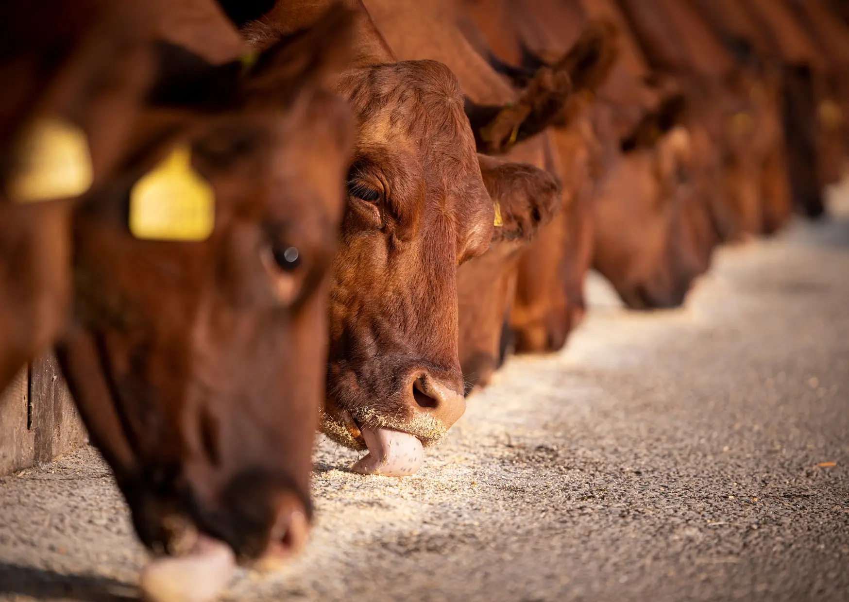 Innovazione tecnologica e sostenibilità nella filiera della carne bovina