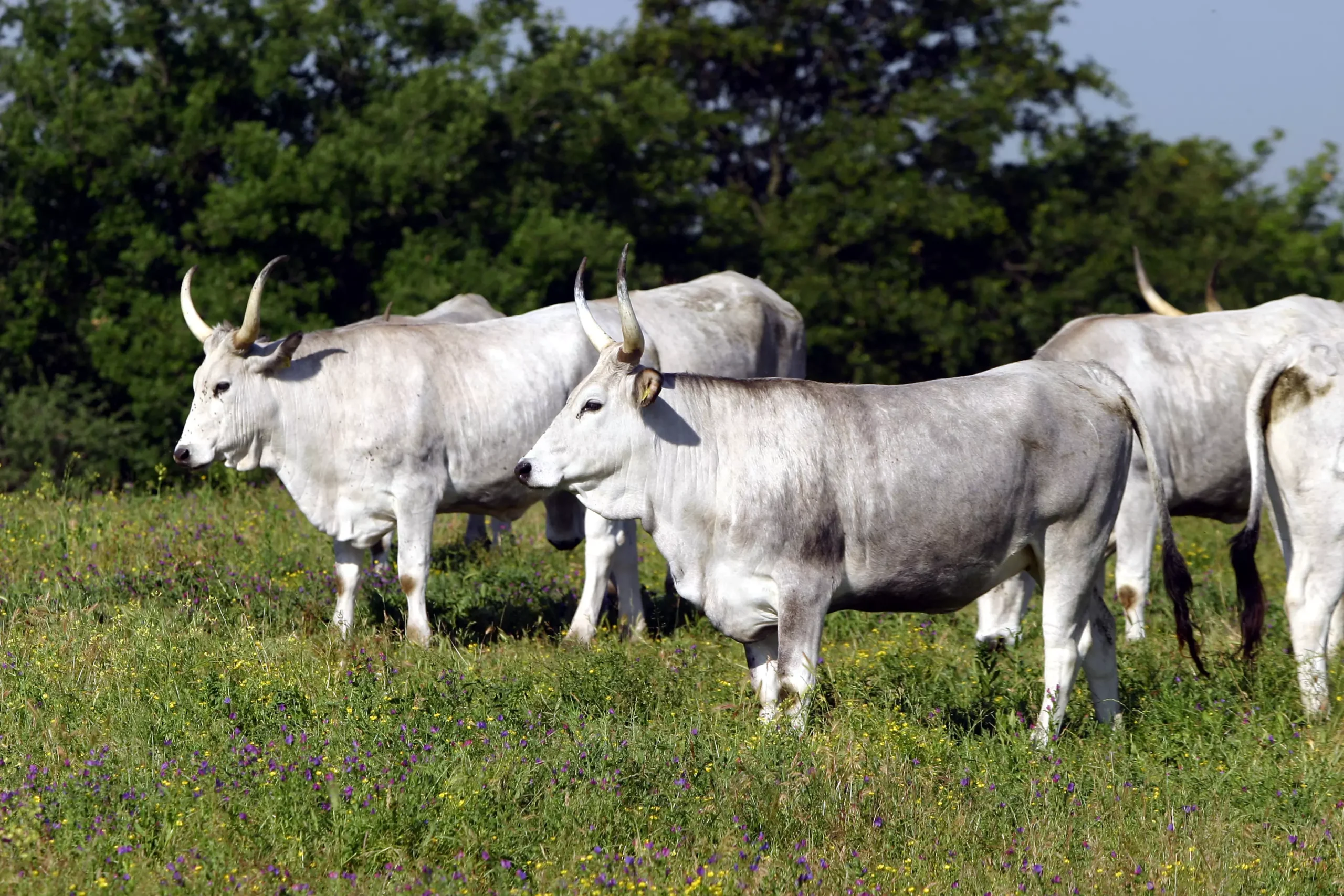 Sostenibilità ambientale, sociale ed economica nella produzione di carne bovina